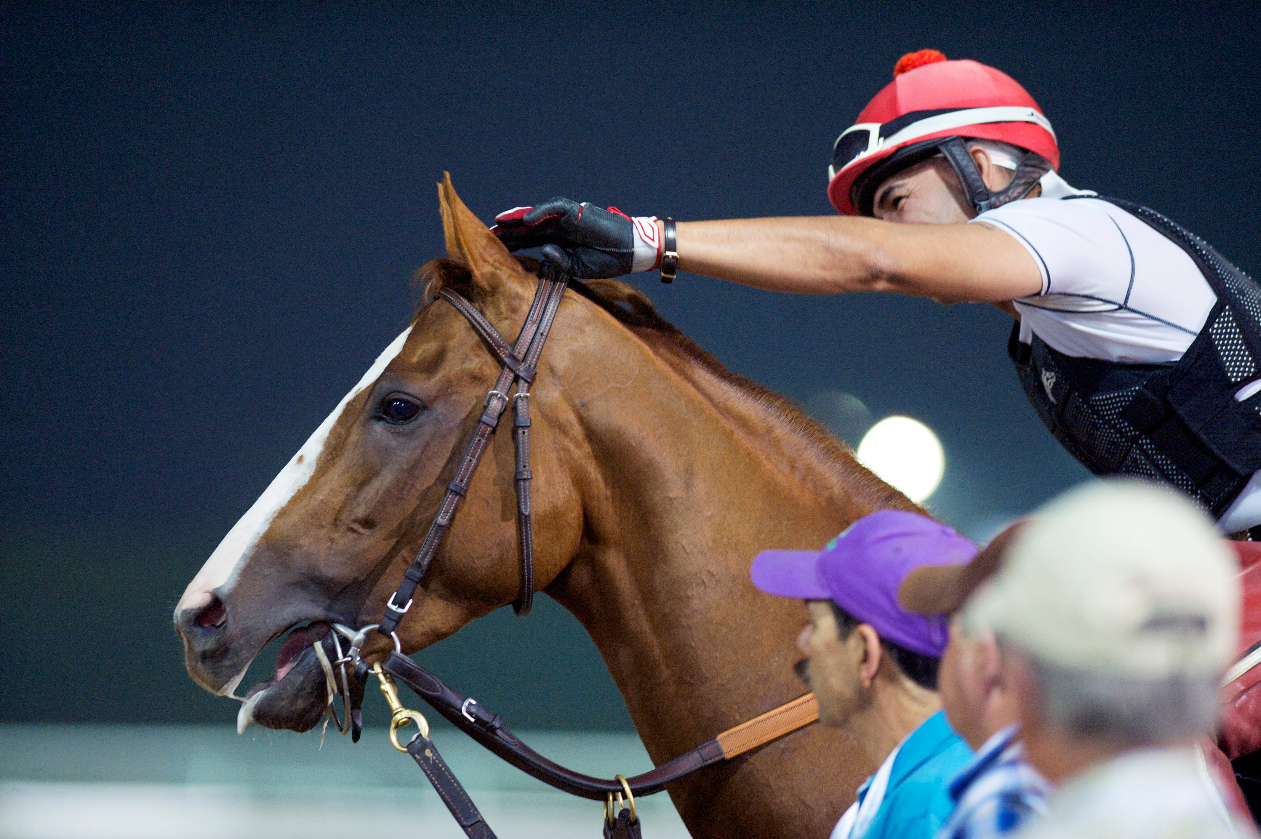 California Chrome gets back to work in England